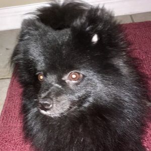 Meet your Posher, Sualmy